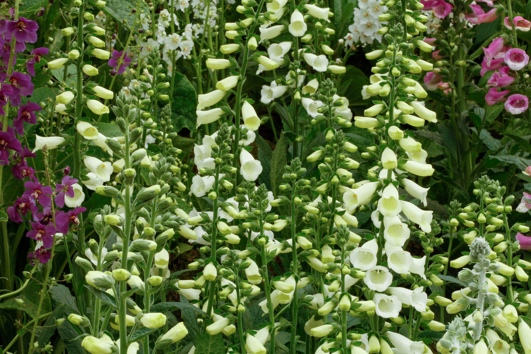 Digitalis purpurea 'Lucas White'
